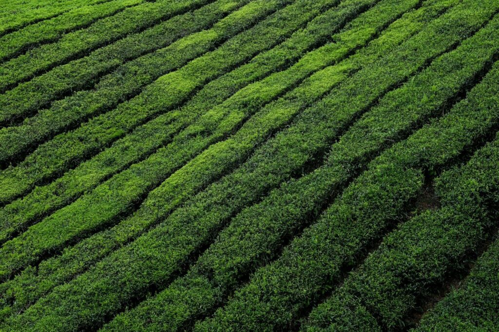 green grass field during daytime